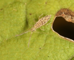 Entomobrya intermedia