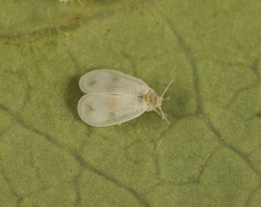 Aleyrodes proletella