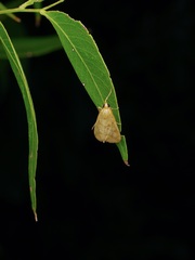 Achyra bifidalis