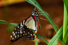 Graphium angolanus