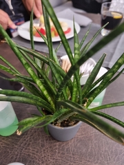 Sansevieria
