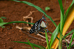 Graphium angolanus