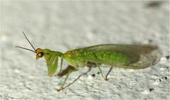 Zeugomantispa virescens