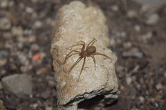 Loxosceles rufescens