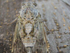 Cicada cretensis