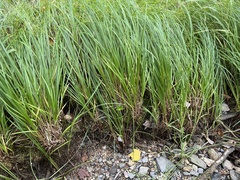 Carex stricta
