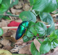 Sternocera aequisignata