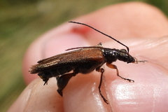 Oedemera podagrariae