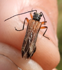 Oedemera podagrariae