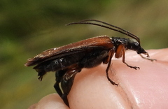 Oedemera podagrariae