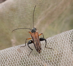 Oedemera