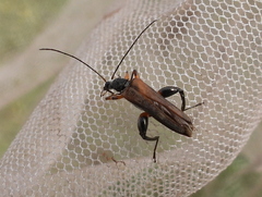 Oedemera