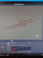 Derocheilocaris typica