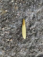 Fraxinus pennsylvanica