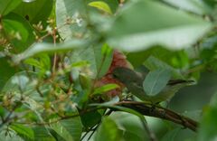 Dicaeum erythrorhynchos