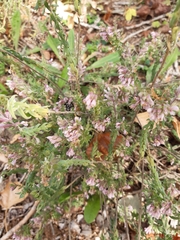 Odontites vernus