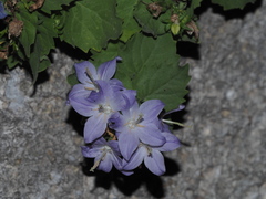 Campanula isophylla