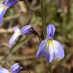 Lobelia erinus