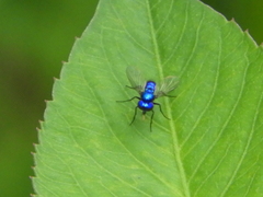 Condylostylus mundus