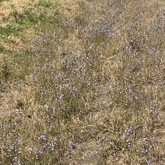 Lobelia erinus