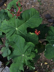 Jatropha