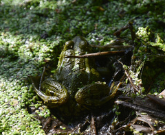 Pelophylax lessonae
