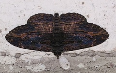 Anisoneura salebrosa