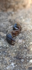 Camponotus barbaricus