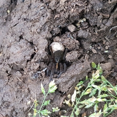 Artoriinae