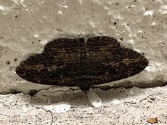 Anisoneura salebrosa