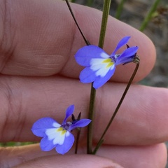 Lobelia erinus