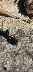 Camponotus barbaricus