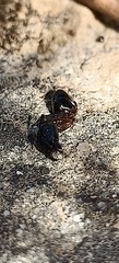 Camponotus barbaricus