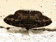 Anisoneura salebrosa
