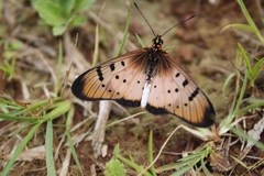 Acraea encedon