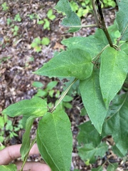 Asclepiadoideae