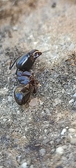 Camponotus barbaricus