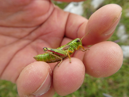 Green Mountain Grasshopper, Rax, Austria, photo 6 of 10