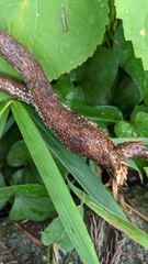 Nectria pseudotrichia