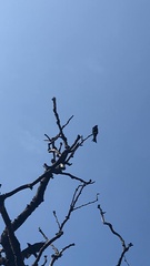 Dicrurus macrocercus