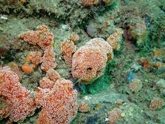 Aplidium benhami