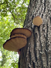 Cerioporus squamosus