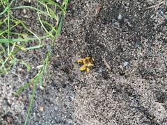 Dasypoda hirtipes