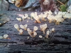 Dacrymyces capitatus