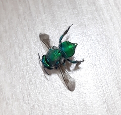 Euglossa