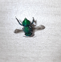 Euglossa