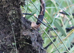 Troglodytes hiemalis