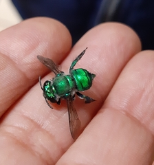 Euglossa