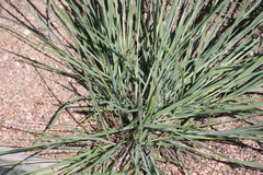 Eragrostis secundiflora