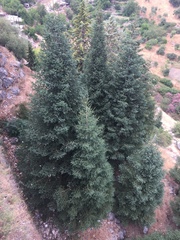 Abies pinsapo